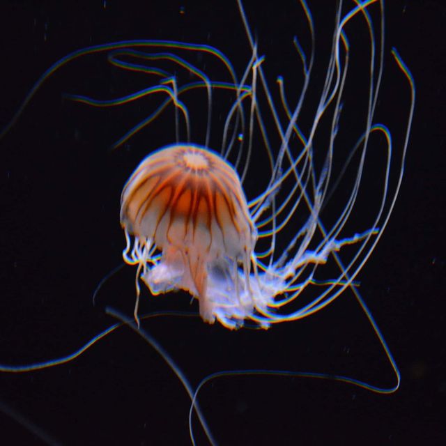 Ozeaneum…อควอเรียมสุดปังในเยอรมันเหนือ