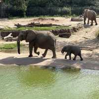 Dallas Zoo 🇺🇸