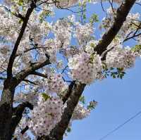 🌸 Cherry blossoms in Yamagata 🌸