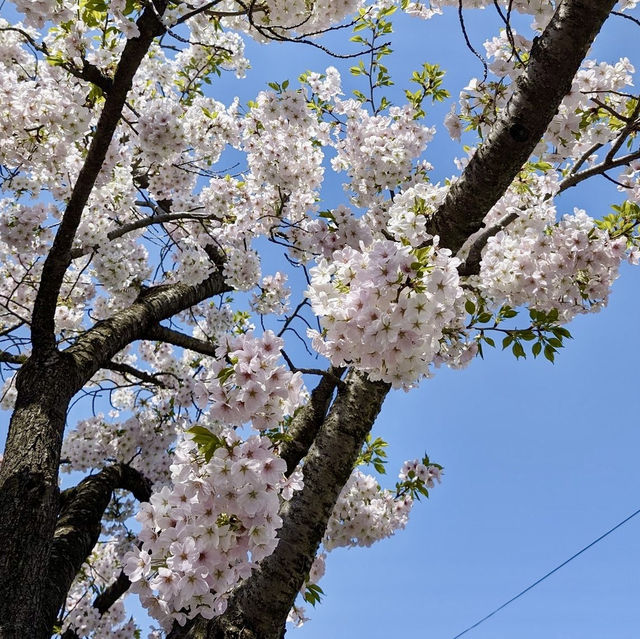 🌸 Cherry blossoms in Yamagata 🌸