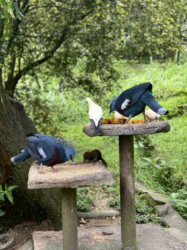 📍Kuala Lumpur Bird Park, Malaysia