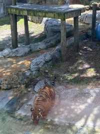 ZooTampa at Lowry Park 🇺🇸