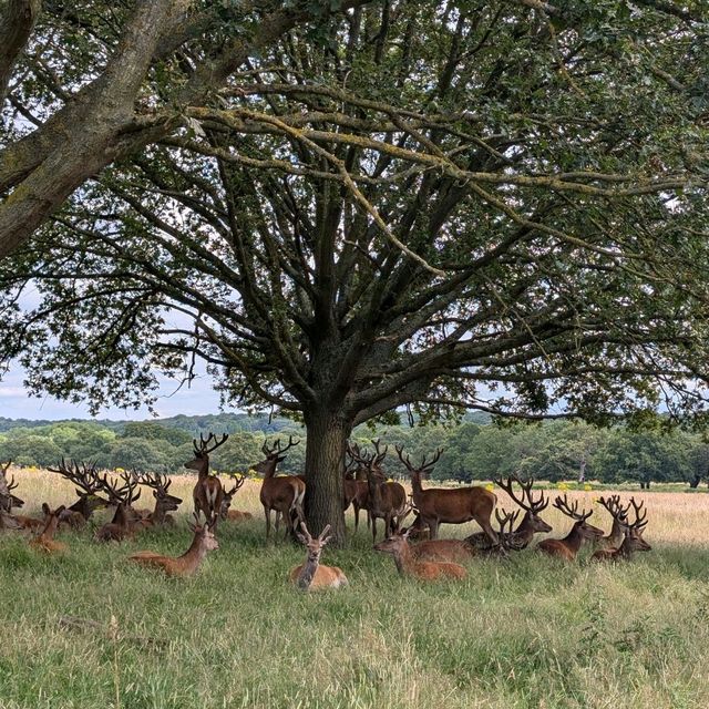 🦌 與自然親密接觸！英國Richmond Park的鹿群奇遇 🌳
