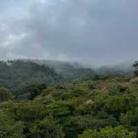 Flying through the rainforest 