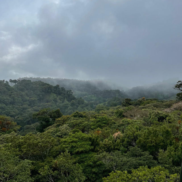 Flying through the rainforest 