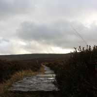 Misty moors 