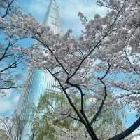 SEOKCHON LAKE'S SAKURA MAGIC | A CHERRY BLOSSOM WONDERLAND