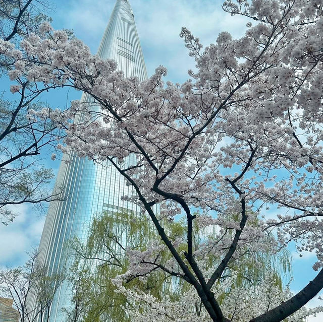 SEOKCHON LAKE'S SAKURA MAGIC | A CHERRY BLOSSOM WONDERLAND