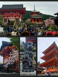 🌸 Jaw Dropping Japan - Shrines, Train Lines & Bovine.