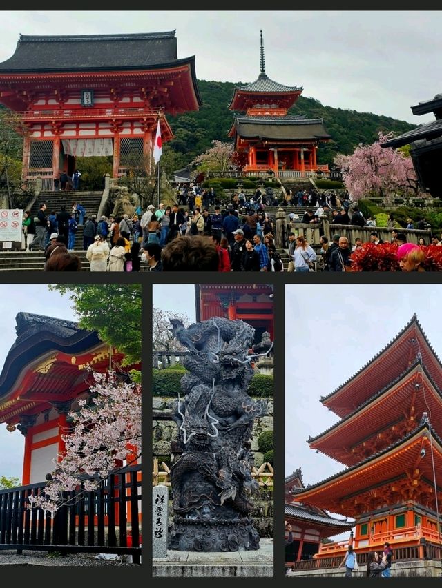 🌸 Jaw Dropping Japan - Shrines, Train Lines & Bovine.