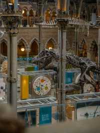 🏛️ Oxford University Museum of Natural History – Gothic Wonder & Scientific Treasure
