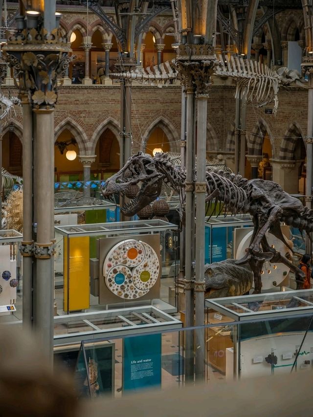 🏛️ Oxford University Museum of Natural History – Gothic Wonder & Scientific Treasure
