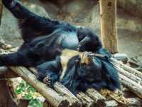 A Wild Day Out: Visiting Chiang Mai Zoo in Northern Thailand