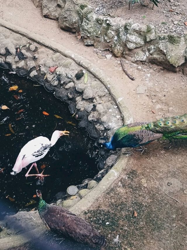 🦁 Urban Wildlife Escape – Manila Zoo, Philippines