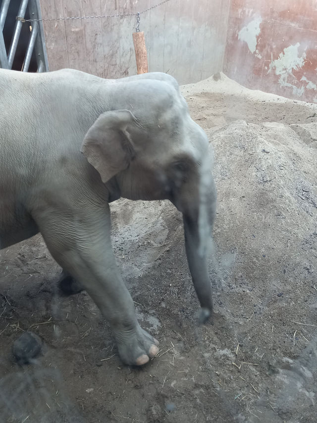 Copenhagen Zoo