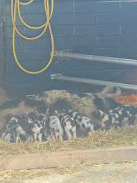 manorafon farm visit 