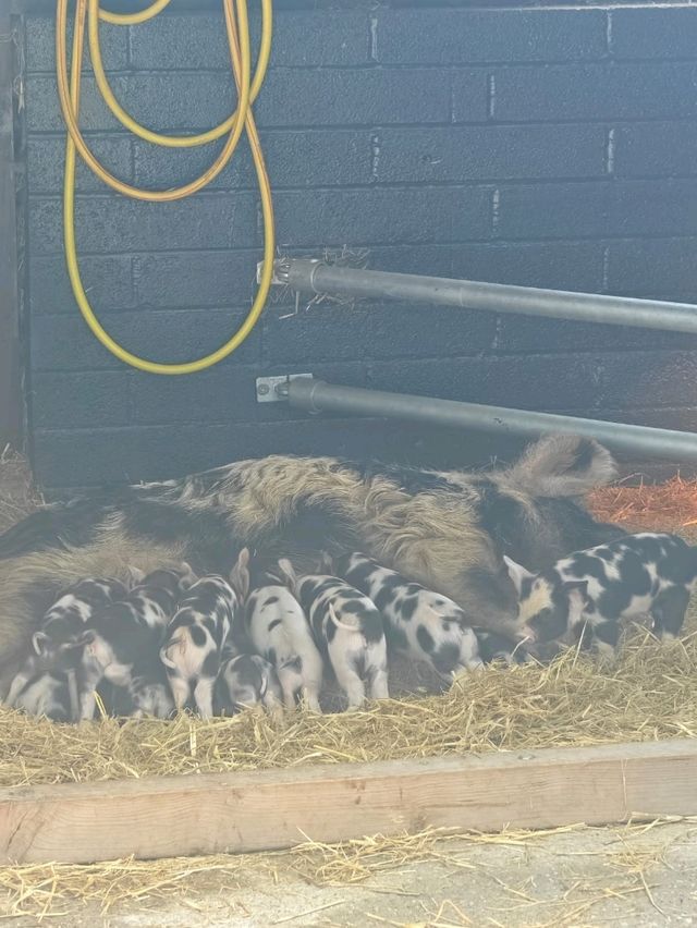 manorafon farm visit 