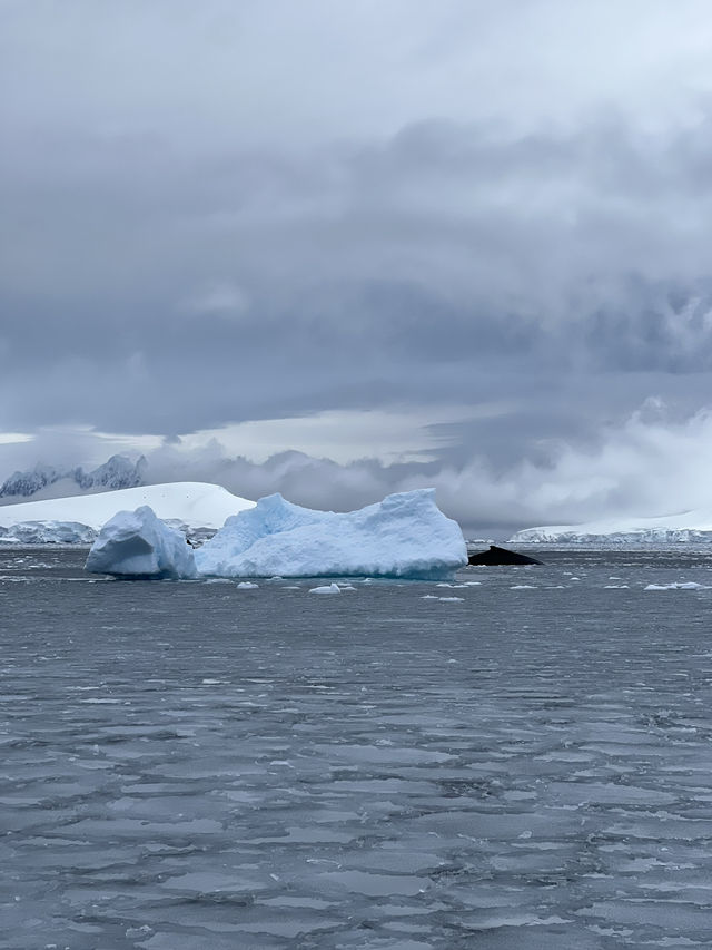 Whale Spotting in ANTARCTICA ❄️🐋