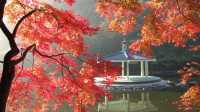 Danzawa Oyama Maple Leaf