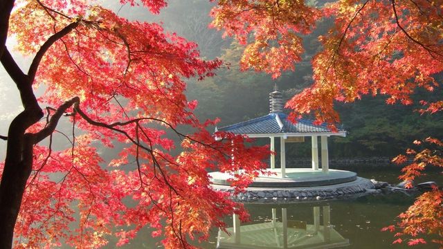 Danzawa Oyama Maple Leaf
