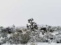 The strange rocks are the main characters, the weird trees are just embellishments, and the Joshua Tree National Park is covered in heavy snow.