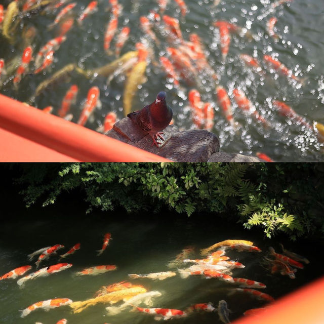 日本遊玩推薦—栗林公園