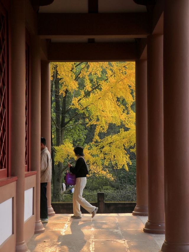 地鐵可到成都這座公園的秋天絕了～