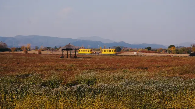 花海で散歩