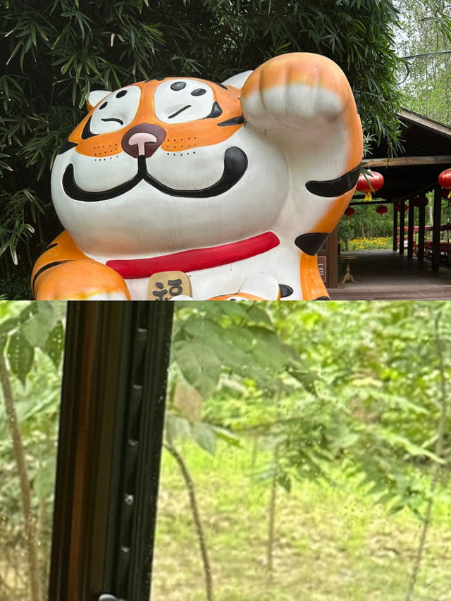 今年秋天，一定要去看合肥的紅杉林美哭了川很快，等到下個月