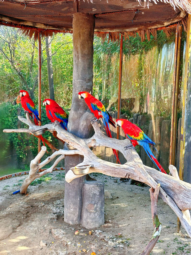 上海野生動物園一日遊超詳細攻略，碼