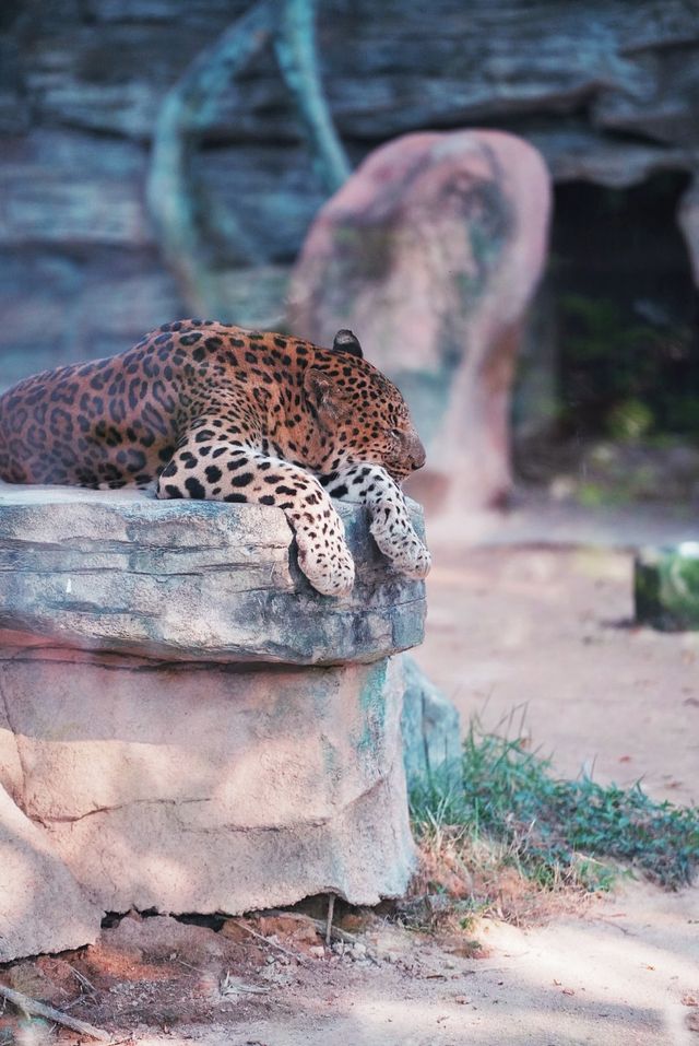 中山遊玩｜寶藏紫馬嶺動物園