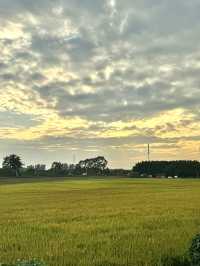 12月來廣州白雲感受一場稻田浪漫