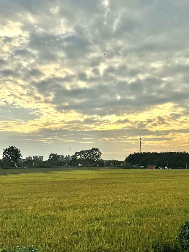 12月來廣州白雲感受一場稻田浪漫