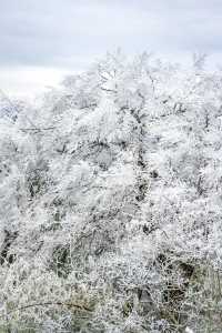 永州雙牌陽明山｜霧淞美如仙境，雲霧繚繞間散發出神秘而寧靜