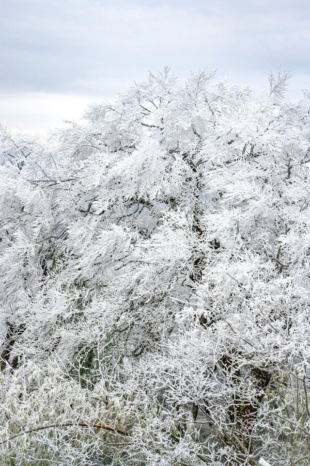 永州雙牌陽明山｜霧淞美如仙境，雲霧繚繞間散發出神秘而寧靜