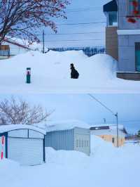 人生建議：冬天一定要去趟北海道❄️