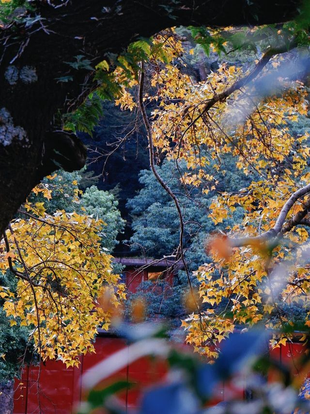 冬天的鼓山湧泉寺Ⅱ楓香樹煞是好