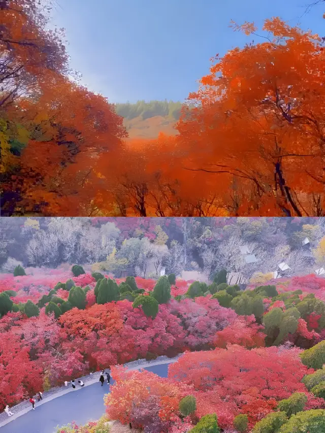 國慶小眾冷門的景點‖紅葉谷