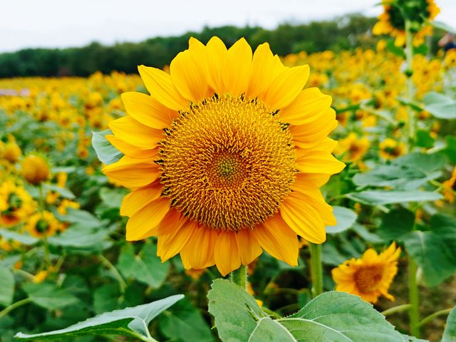 花開海上的確是個漂亮的公園，設施和服務都很好