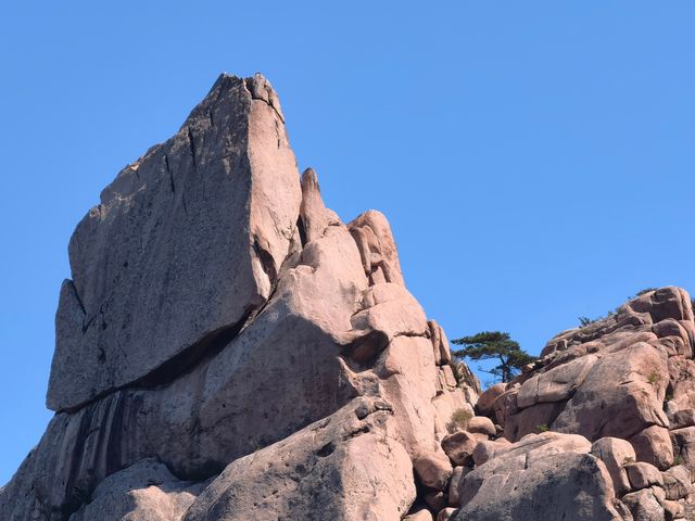 尋找“天下第一壽”——崂山仰口風景遊覽區