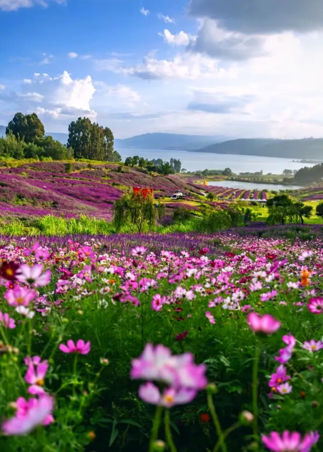Camping in the purple willow flower sea around Kunming is too great!