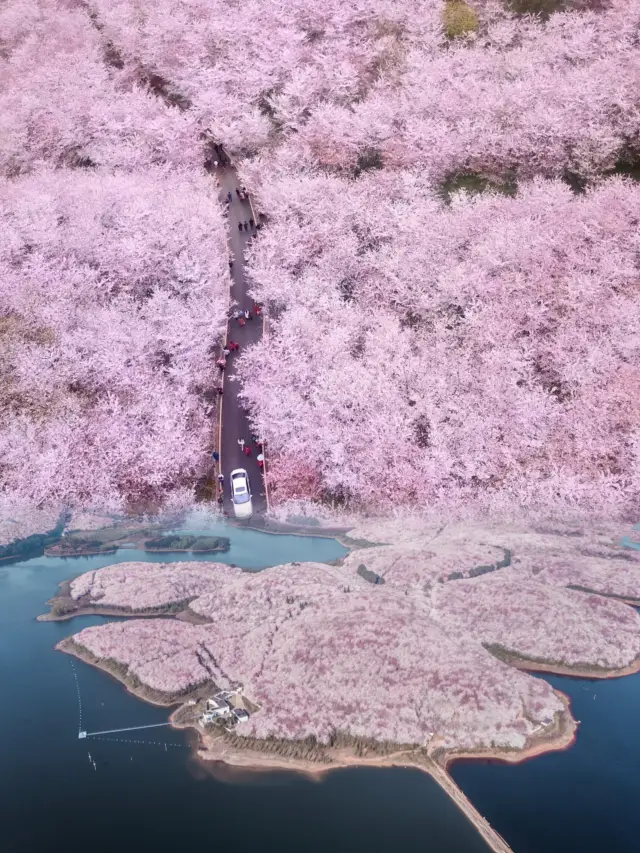 เหนือกว่าไต้หวัน, ไม่แพ้ญี่ปุ่น! ถูกเรียกว่าสวนซากุระสวยที่สุดในโลกสีน้ำเงินโดยสื่อต่างประเทศ!