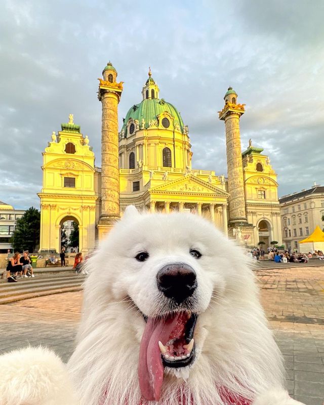 📸😁 Fluffy Tourist Alert! Check out these adorable selfies from our recent trip!