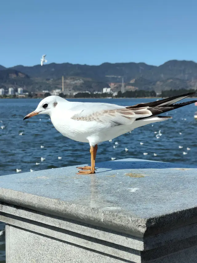 Travel Plan | Meeting with Seagulls at "Hai Geng Dam" - Poetry and Distance