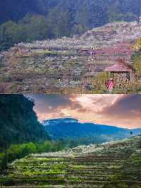 幸福古村攜帶著油菜花來啦，三月桃李還會遠嗎