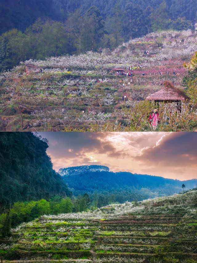 幸福古村攜帶著油菜花來啦，三月桃李還會遠嗎