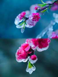 粵北觀冰花