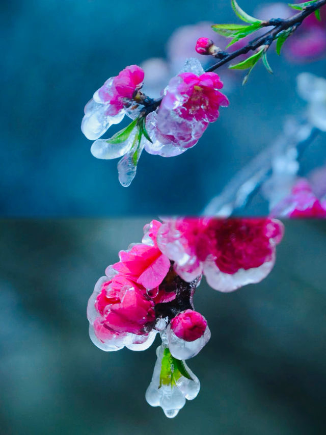 粵北觀冰花