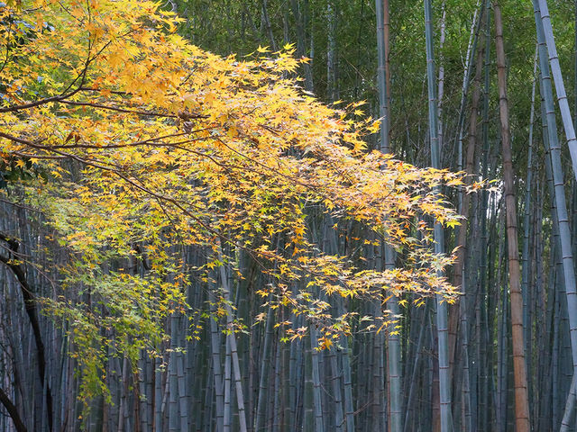 打卡京都嵯峨野竹林小徑