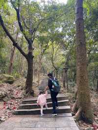 深圳帶娃登山徒步📍鳳凰山祈福實況|||早上出門是潮濕的陰天